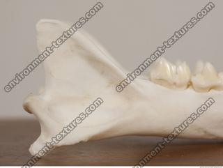 photo reference of skull 0087